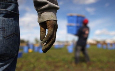 Il sistema agricolo, tra caporalato e coronavirus