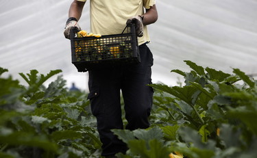 Cgil-Flai Sicilia, no ai voucher in agricoltura