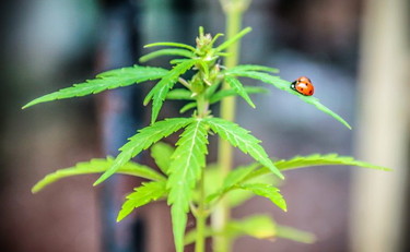 Cannabis curativa, a fare danno sono i pregiudizi