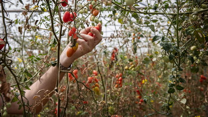 L'innovazione per l'ambiente, il cibo e il lavoro sicuri e sostenibili